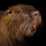 Nutria1.jpg