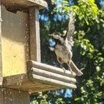 Profile (marilyngroppe)