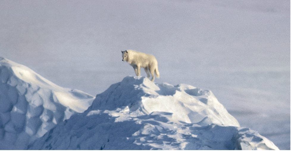 Wolf.jpg