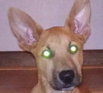 Profile (Clark_Jackson1)