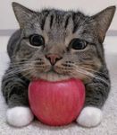 cat_with_apple.jpeg