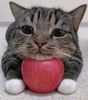 cat_with_apple.jpeg