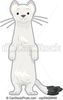 arctique-hermine-illustration-vecteur-eps_csp59428949.jpg