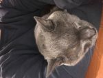 Merlin_20170608_0788.JPG