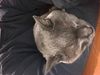 Merlin_20170608_0788.JPG