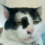 grumpy6.JPG