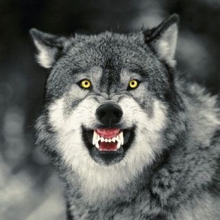 Angry Wolf1.jpeg