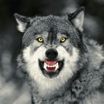 Angry Wolf1.jpeg