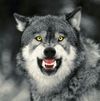 Angry Wolf1.jpeg