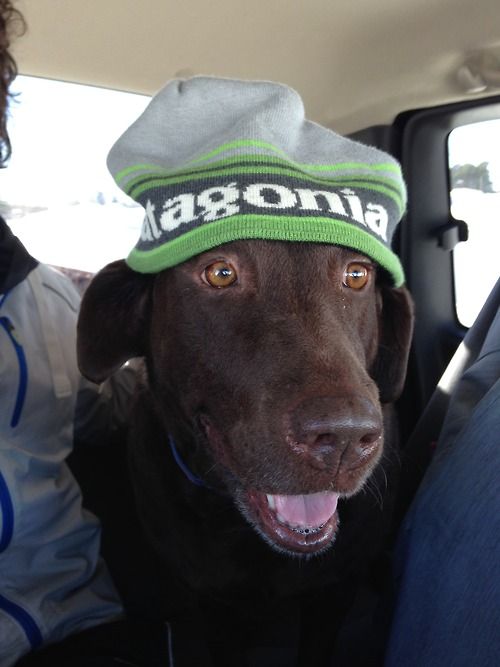 patagonia - labrador.jpg