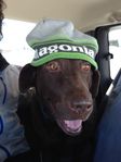 patagonia - labrador.jpg