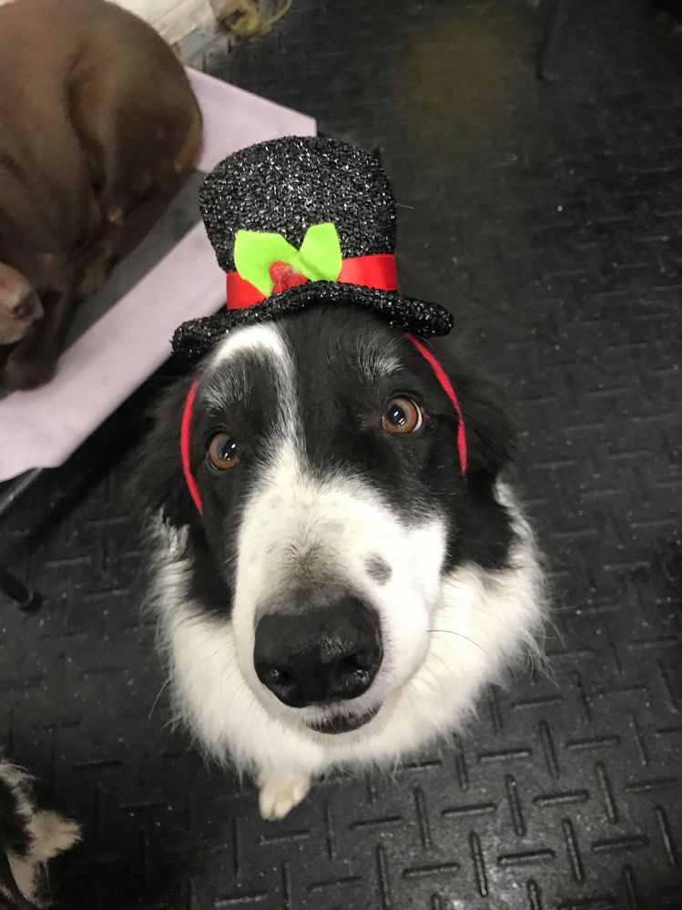Finn Xmas 2018.jpg