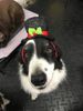 Finn Xmas 2018.jpg
