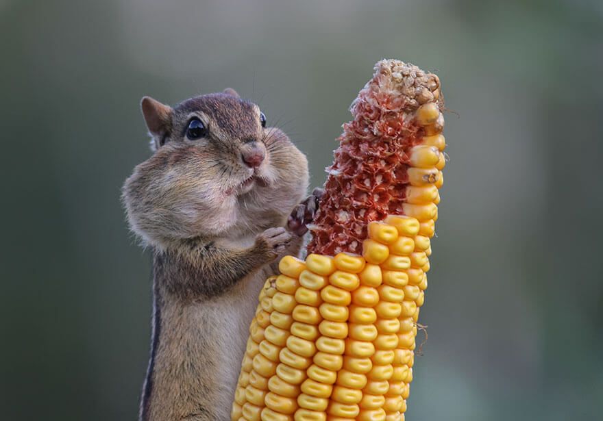 corny squirrel.jpg