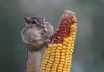 Profile (bshinder815)