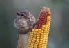 corny squirrel.jpg