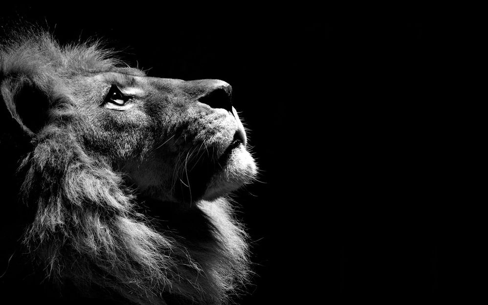 Lion.jpg