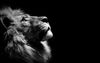 Lion.jpg