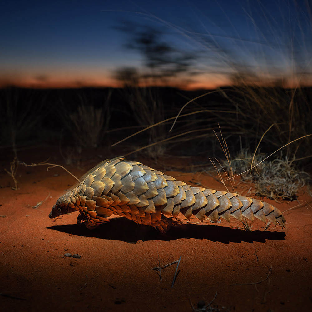 pangolin.png