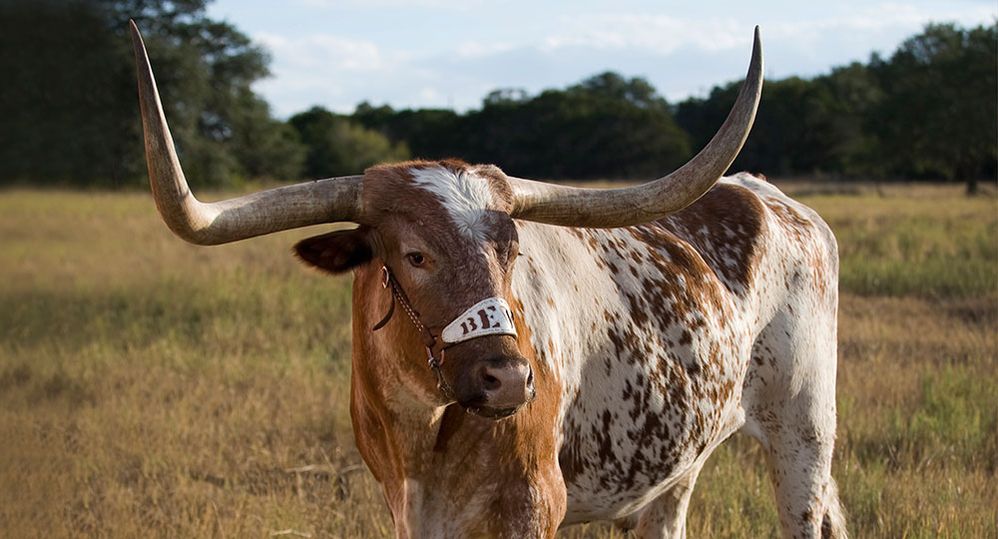 bevo_1000.jpg