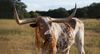 bevo_1000.jpg